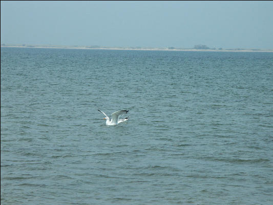 PICT5226 Seagull in Flight Nantucket 