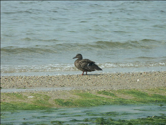 PICT5240 Shore Bird Nantucket 