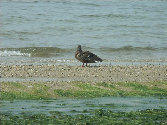 PICT5248 Shore Bird Nantucket 