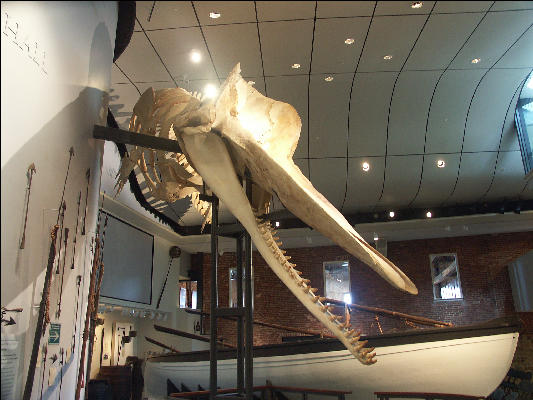 PICT5286 Whale Whaling Museum Nantucket 
