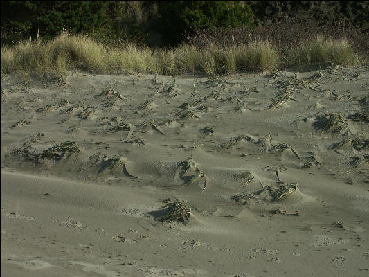 Pict0879 Patterns In The Sand Newport Oregon