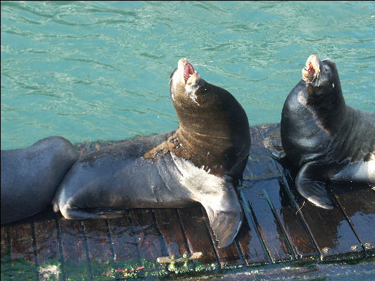 Pict0958 Seals Newport Oregon