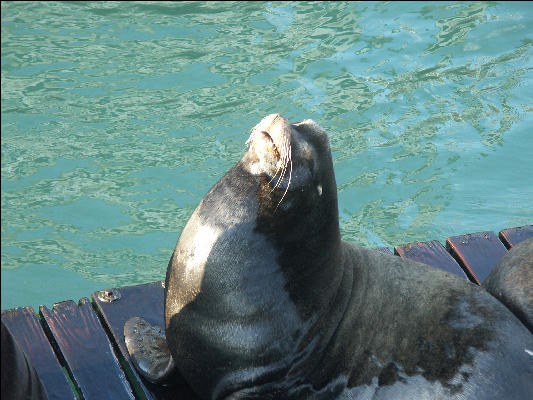 Pict0969 Seal Newport Oregon