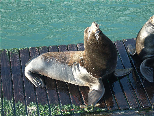 Pict0971 Seal Newport Oregon