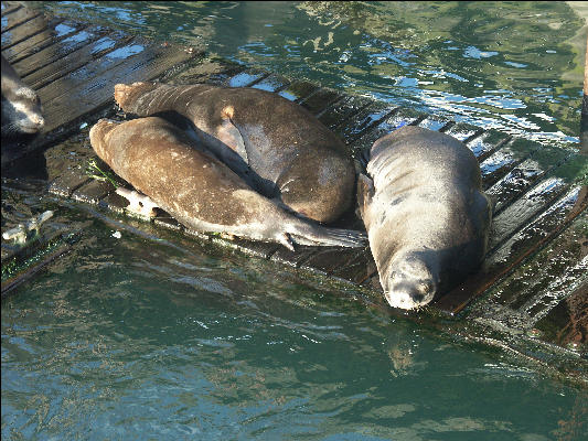 Pict0980 Seals At Rest Newport Oregon