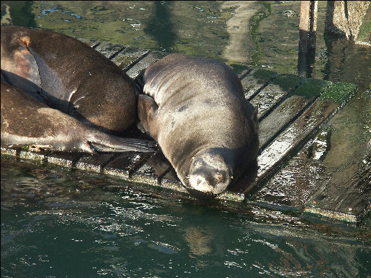 Pict1002 Seal Newport Oregon