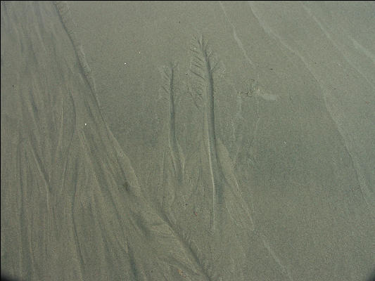 Pict1032 Patterns In Sand Newport Oregon