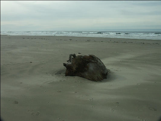 Pict1082 Driftwood Newport Oregon