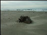 Pict1082 Driftwood Newport Oregon