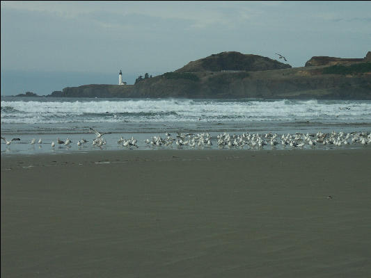 Pict1097 Birds And Yaquina Head Lighthouse Newport Oregon