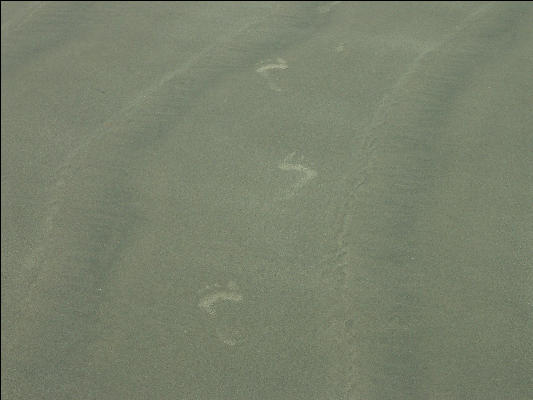 Pict1121 Footprints On Sand Newport Oregon