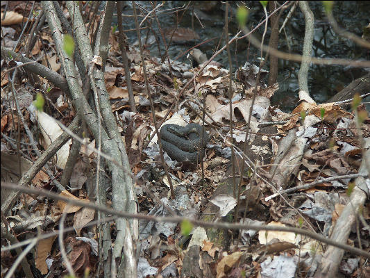 PICT0239 Snake Great Swamp National Wildlife Refuge New Jersey