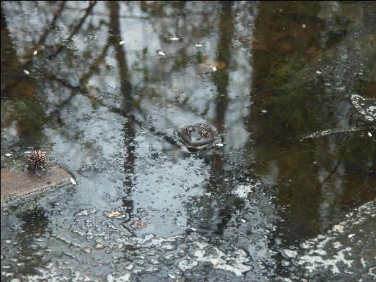 PICT0246 Frog In Water Great Swamp National Wildlife Refuge New Jersey