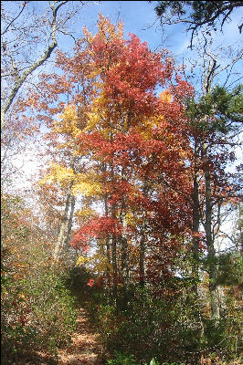 Douthat State Park