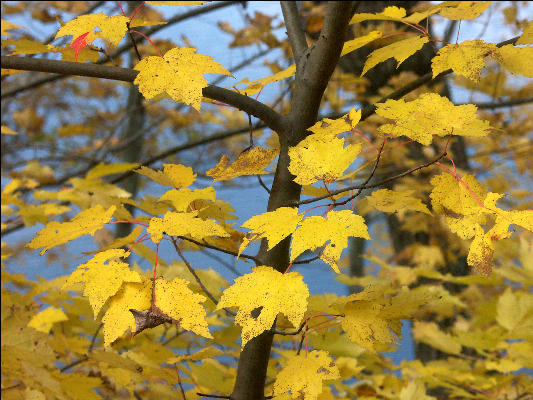 Leaves, Douthat State Park