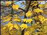 Leaves, Douthat State Park