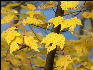 Leaves, Douthat State Park