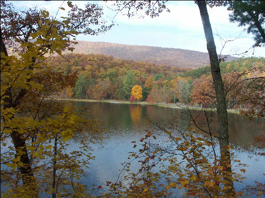 Tree on Lak,e Douthat State Park