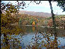 Tree on Lak,e Douthat State Park