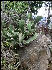 Cactus, Inca Trail