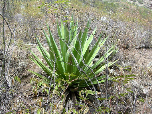 Flora on the Inca Trail 