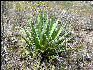 Flora on the Inca Trail 