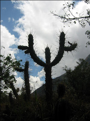 Flora on Inca Trail