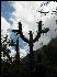 Flora on Inca Trail