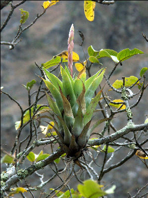 Flora on the Inca Trail