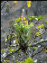 Flora on the Inca Trail