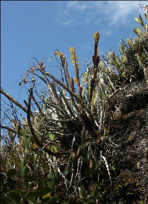 Flora on the Inca Trail