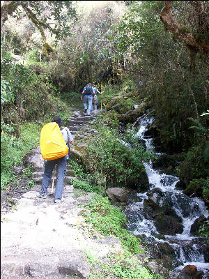 Hiking through forest, second day Inca Trail