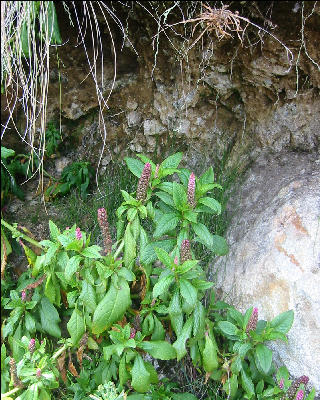 Flora Inca Trail