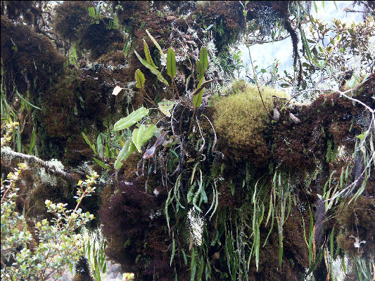 Flora Inca Trail