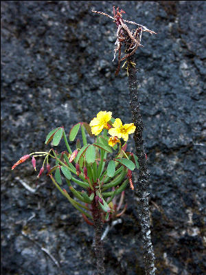 Flora Inca Trail