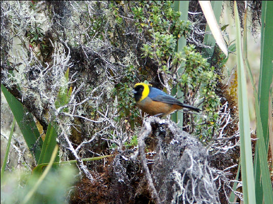 Bird Inca Trail