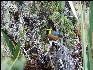 Bird Inca Trail