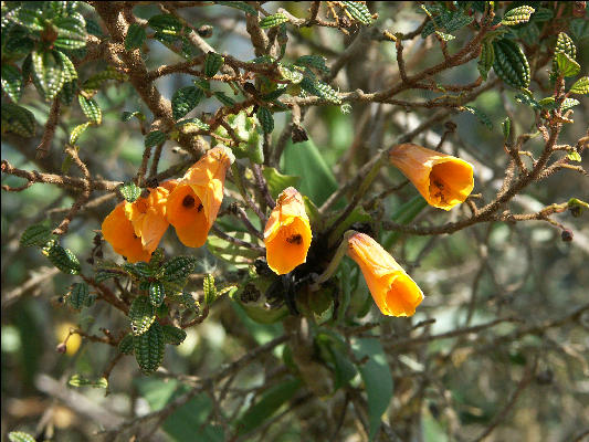 Flora Inca Trail