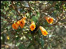 Flora Inca Trail