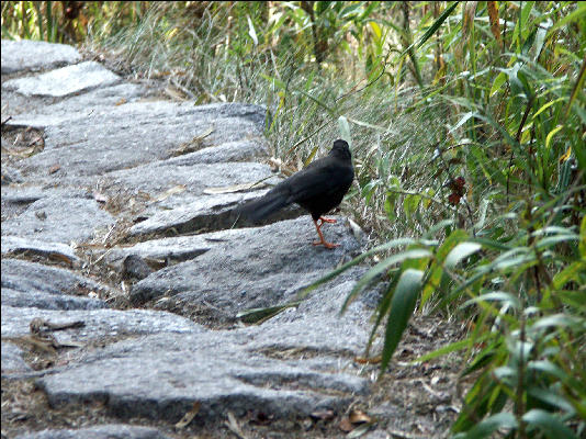 Bird Inca Trail