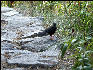 Bird Inca Trail