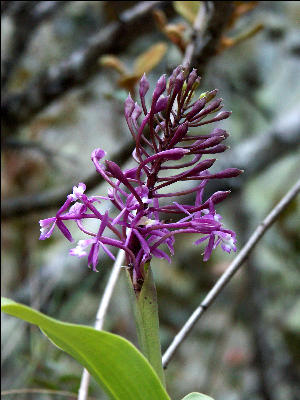 Flora Inca Trail