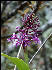 Flora Inca Trail