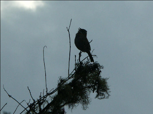 Bird Inca Trail