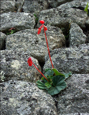 Flora Huinayhuanyna Inca Trail