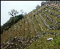 Agricultural Sector Machu Picchu