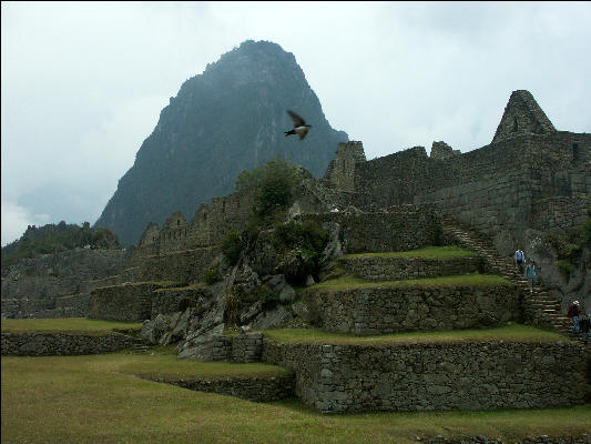 Bird and mountain