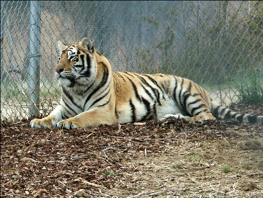 PICT9013 Tiger Carnivore Preservation Trust 