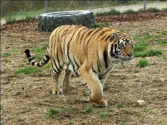 PICT9024 Tiger Carnivore Preservation Trust 