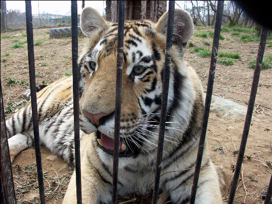 PICT9041 Tiger Carnivore Preservation Trust 